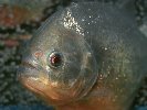 RED-BELLIED PIRANAH &copy; Jay Photos