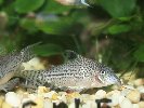 THREE LINED CORYDORAS &copy; Jay photos
