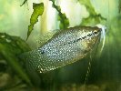 PEARL GOURAMI &copy; Jay Photos