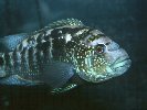 JACK DEMPSEY &copy; Jay Photos
