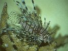 LONG-HORNED LION-FISH &copy; Jay Photos