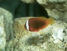 RED-GRILLED ANEMONE FISH &copy; Jay Photos
