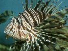 LION-FISH &copy; Jay Photos