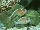 PINK-CLOWN ANEMONE FISH &copy; Jay Photos