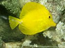YELLOW TANG &copy; Jay Photos