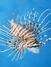 LONG-HORNED LION-FISH &copy; Jay Photos