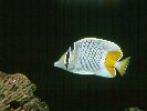 PEARL-SCALED BUTTERFLYFISH &copy; Jay Photos