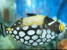 CLOWN TRIGGERFISH &copy; Jay Photos