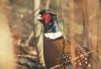 Pheasnt-Male &copy; Jayphotos