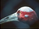 Sarus Crane &copy; Jayphotos
