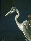 Great Blue Heron &copy; Jayphotos