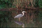 Great Blue Heron &copy; Jayphotos