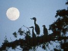 Great Blue Heron's Nesting &copy; Jayphotos