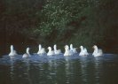 Flock of Geese &copy; Jayphotos