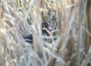 Wood Duck-Male &copy; Jayphotos