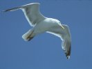 Ring-billed Gull &copy; Jayphotos