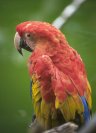 Macaw &copy; Jayphotos width=