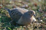 Mourning Dove &copy; Jayphotos