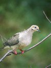 Mourning Dove &copy; Jayphotos