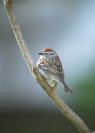 Chipping Sparrow &copy; Jayphotos