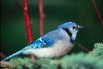 Eastern Bluejay &copy; Jayphotos