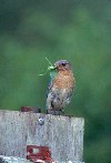 Eastern Bluebird &copy; Jayphotos