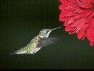 Ruby-throated Hummingbird &copy; Jayphotos