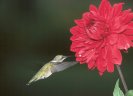 Ruby-throated Hummingbird &copy; Jayphotos