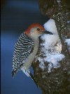 Red-bellied woodpecker &copy; Jayphotos
