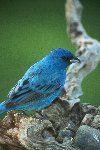 Indigo Bunting-Male &copy; Jayphotos