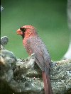 Northern Cardinal &copy; Jayphotos