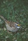 White-throated Sparrow &copy; Jayphotos