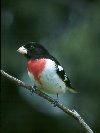 Rose-breasted Grosbeak-Male &copy; Jayphotos