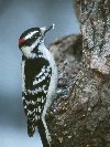 Hairy Woodpecker &copy; Jayphotos