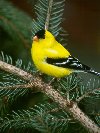 American Goldfinch &copy; Jayphotos