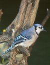 Blue Jay &copy; Jayphotos