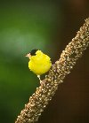 American Goldfinch &copy; Jayphotos