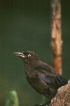 Common Grackle &copy; Jayphotos