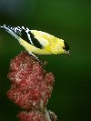 American Goldfinch &copy; Jayphotos