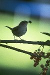 House Wren &copy; Jayphotos