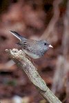  Dark-eyed Junco &copy; Jayphotos