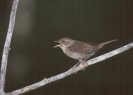 House Wren &copy; Jayphotos