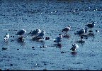 Ring-billed Seagull &copy; Jayphotos
