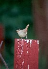 House Wren &copy; Jayphotos