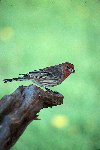 Purple Finch &copy; Jayphotos