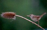 House Wren &copy; Jayphotos