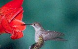Ruby-throated Hummingbird &copy; Jayphotos