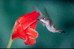 Ruby-throated Hummingbird &copy; Jayphotos