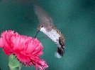 Ruby-throated Hummingbird &copy; Jayphotos
