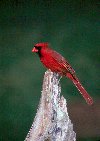 Northern Cardinal &copy; Jayphotos
